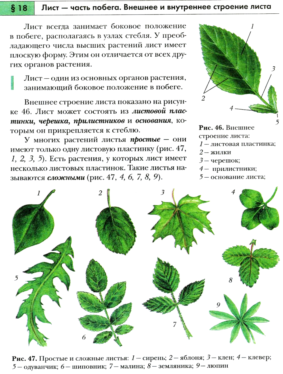 Листики крючком схемы и описание простые и красивые