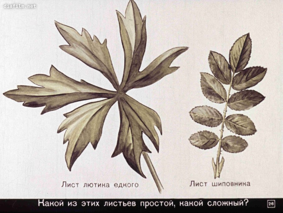 Непарноперистый сложный лист