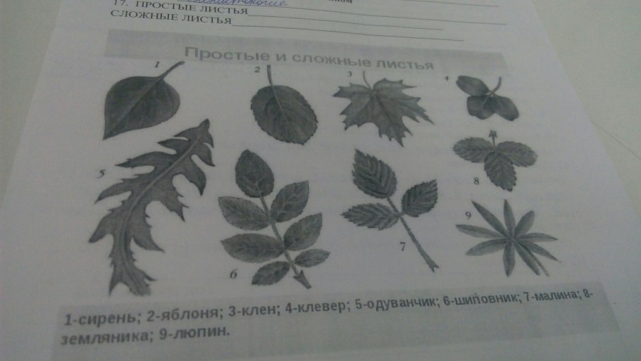 Leaves different Shapes