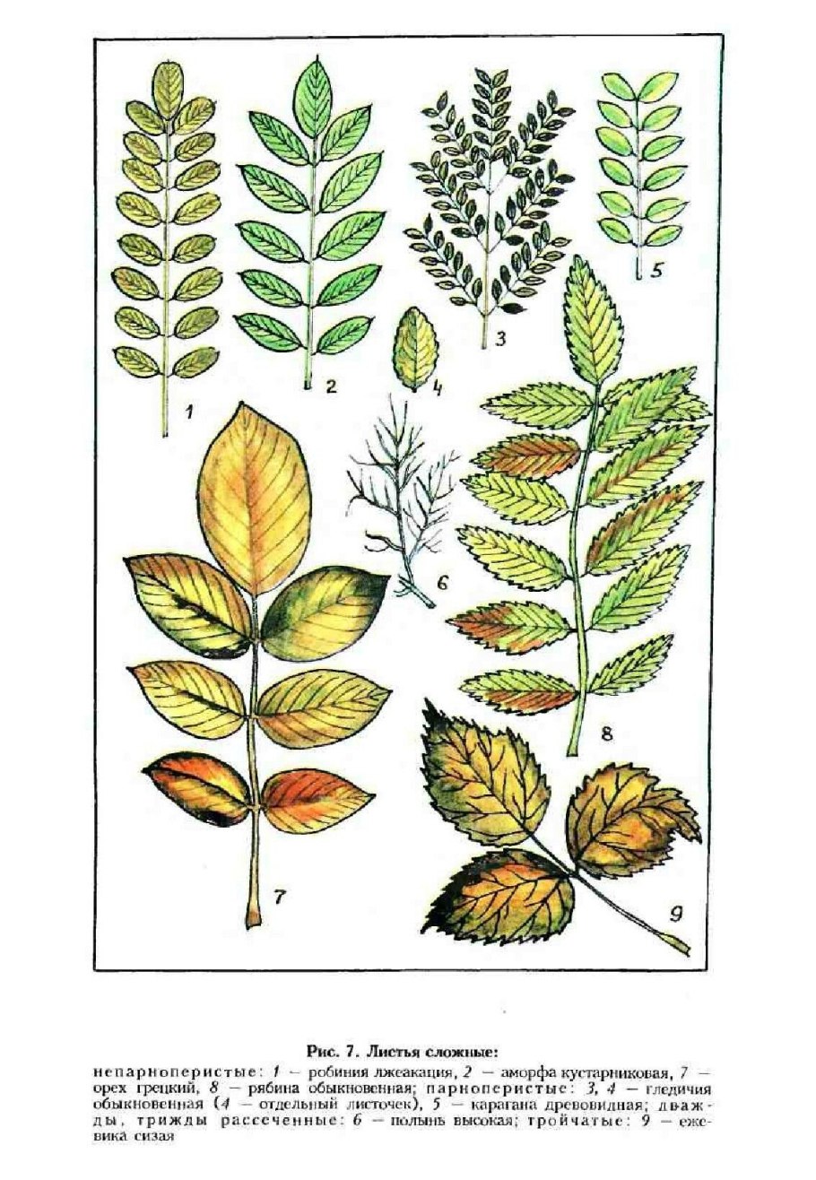 Классификация формы листа