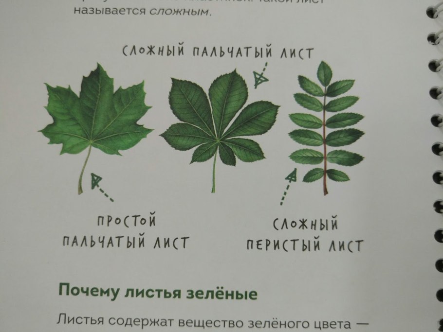 Простые и сложные листья выпишите номера листьев