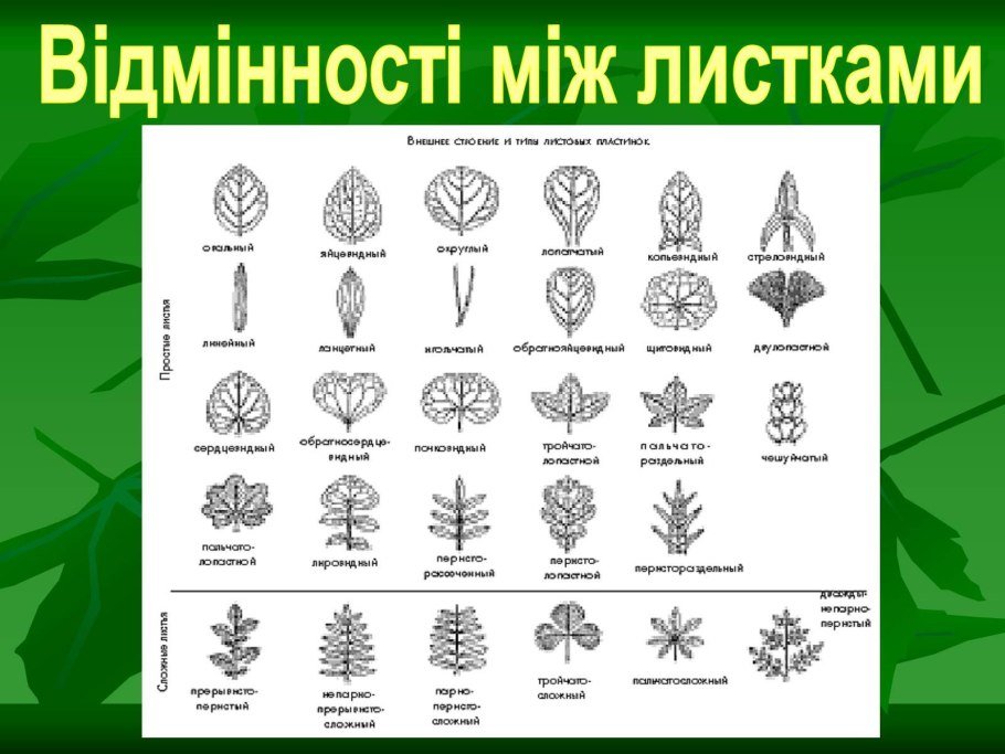 Конский каштан жилкование