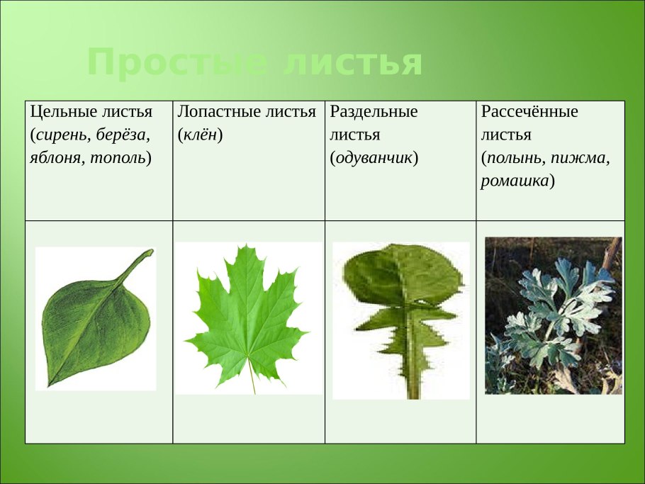 Растения с простыми листьями