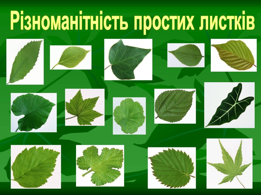 Разновидности листьев