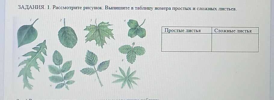 Форма и цвет бело-зеленых листьев Populus pyramidalis