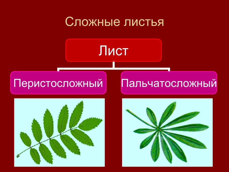 Рассмотрите рисунок сложные листья