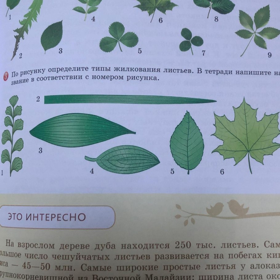 Волнистый лист дерева