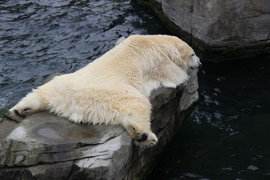 Природный заповедник Медвежьи острова