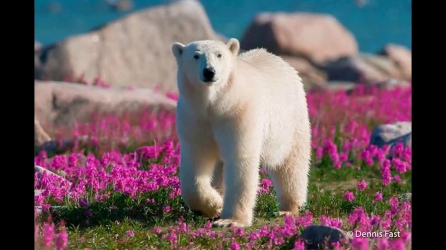 Белый медведь летом