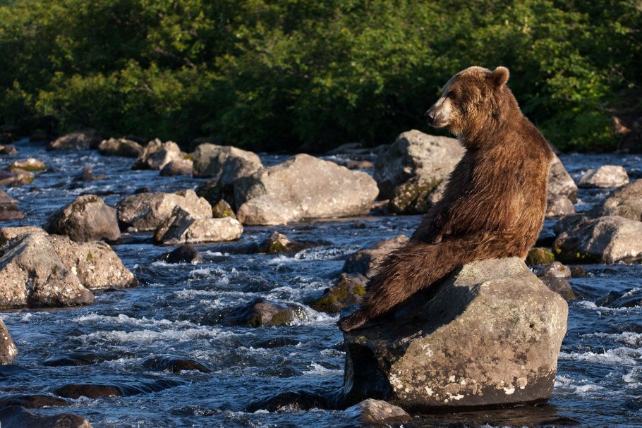 Кроноцкий заповедник бурый медведь