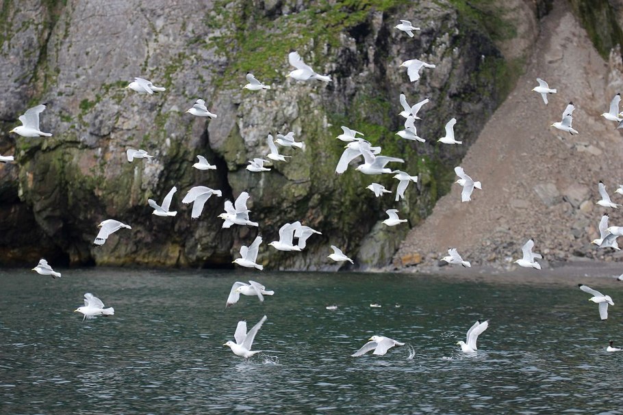 Медвежий остров Алтай