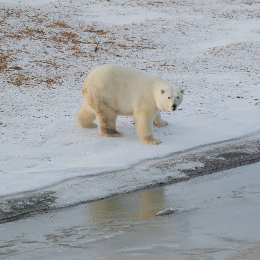 Медвежьи острова Якутия