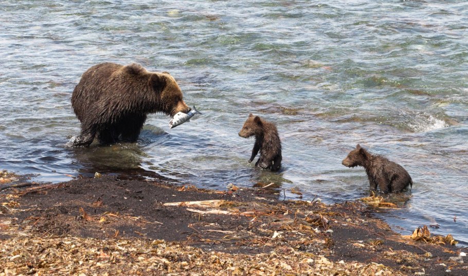 Магаданский заповедник медведи