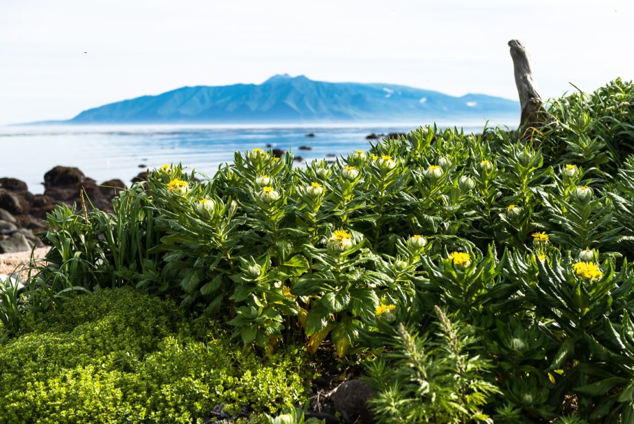 Растительность острова Кунашир
