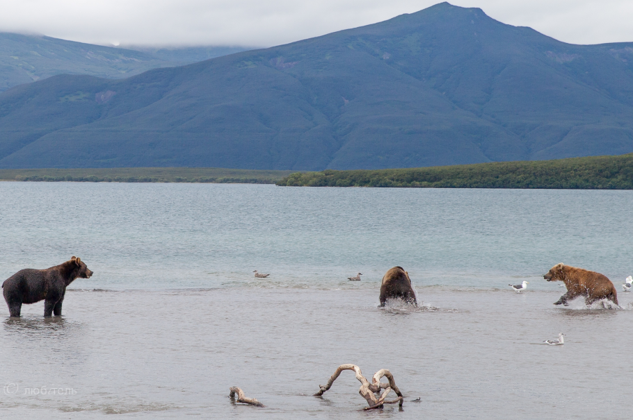 Медвежье озеро Петропавловск-Камчатский