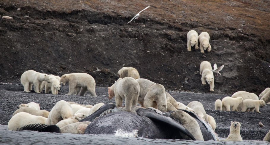 Полярные медведи остров Врангеля