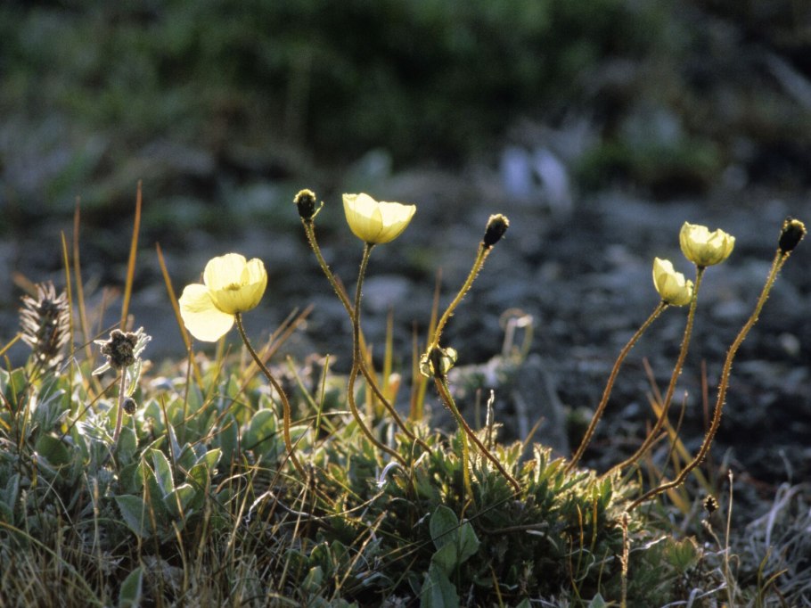 Лютик на острове Врангеля