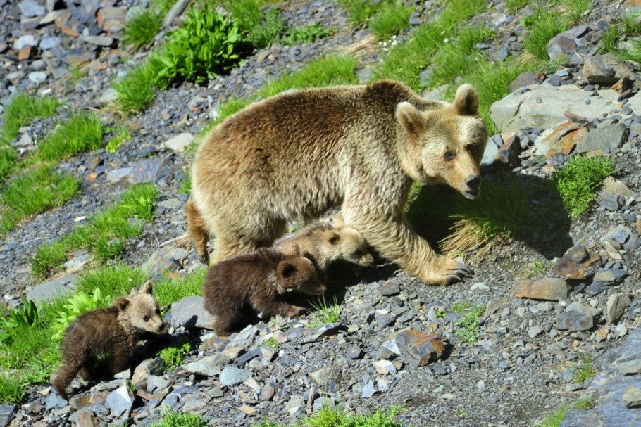 Сочинский национальный парк бурый медведь