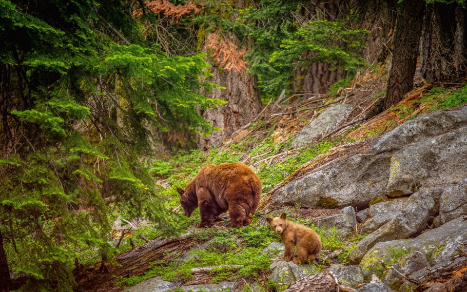 Парк Лемменйоки бурый медведь