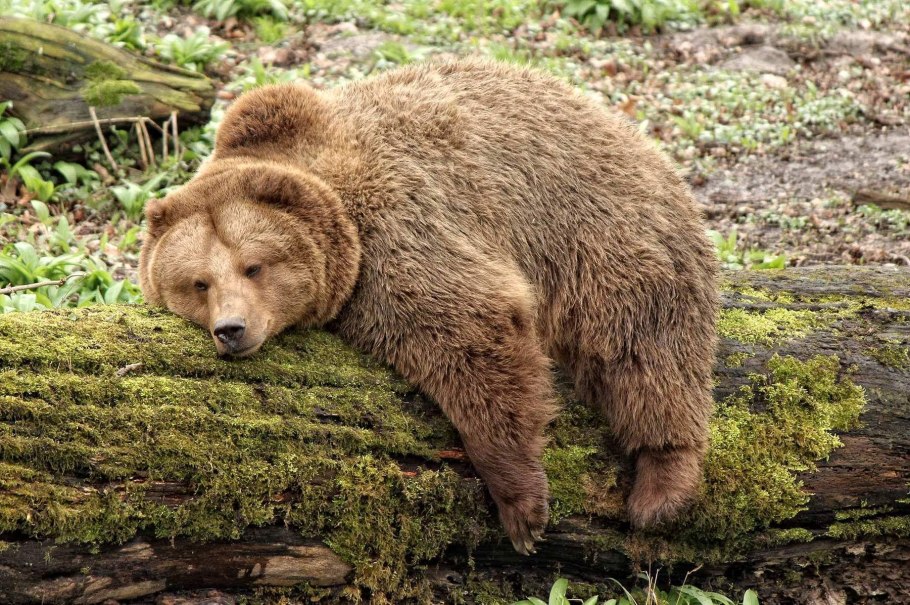 Медвежье красоты