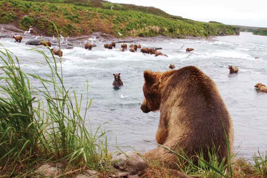 Медведь на реке