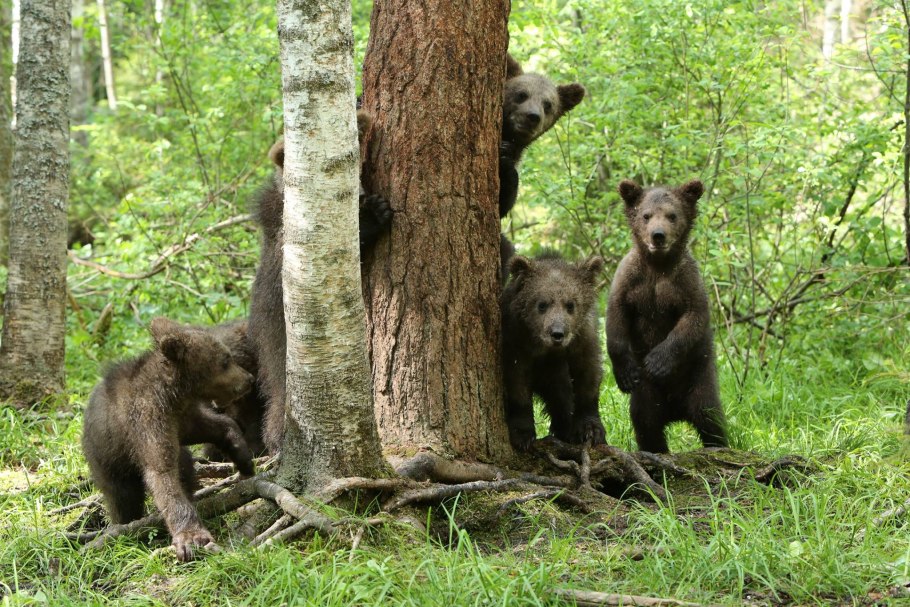 Центрально-Лесной биосферный заповедник