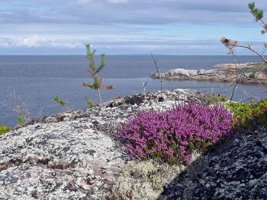 Вереск Мурманск