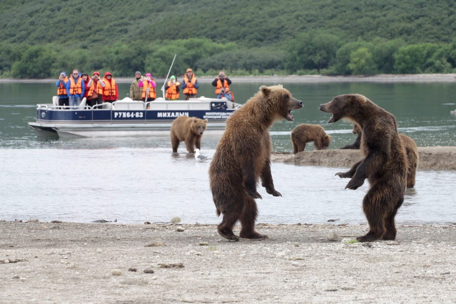 Казанова медведь Курильское озеро