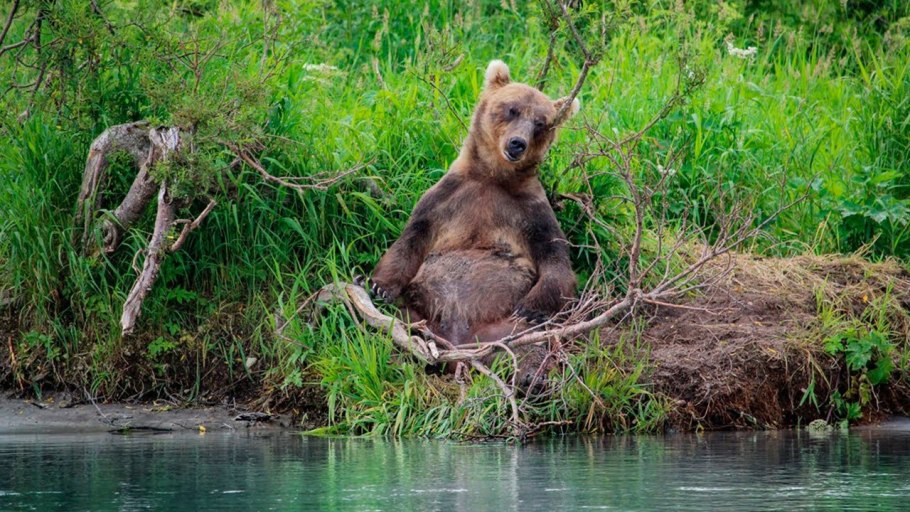 Кроноцкий заповедник животные