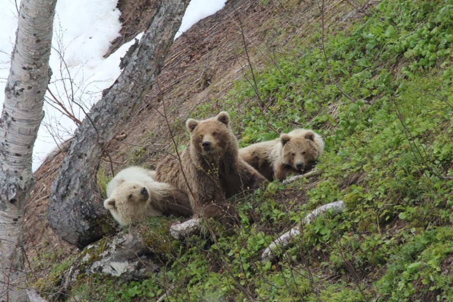 Кроноцкий заповедник звери