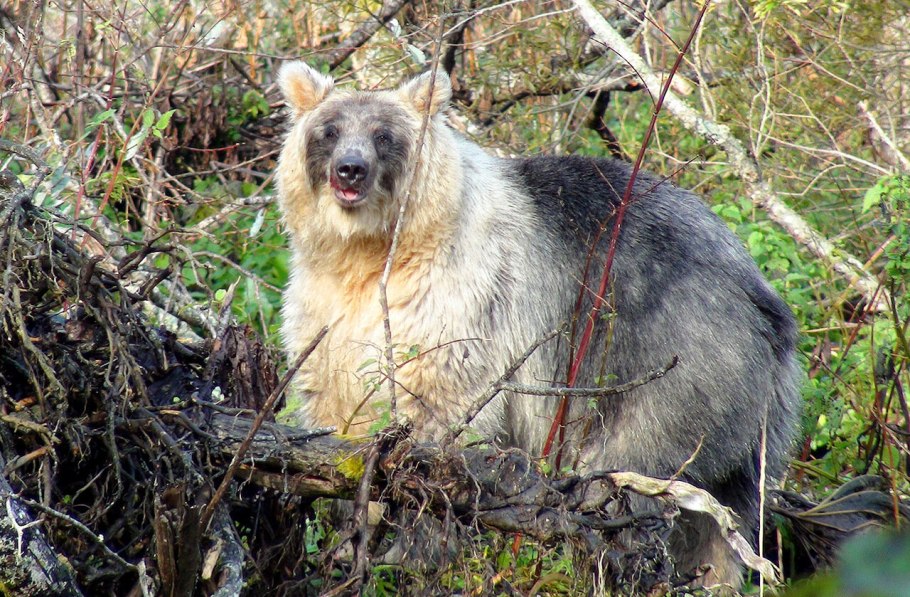 Остров Кунашир медведи