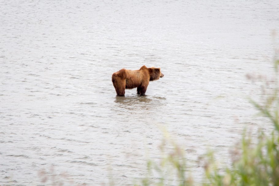 Кавказский заповедник бурый медведь