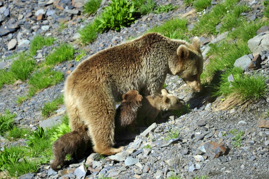 Бурый медведь горный Алтай