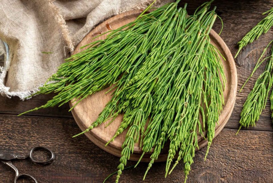 Хвощ полевой Equisetum arvense l.