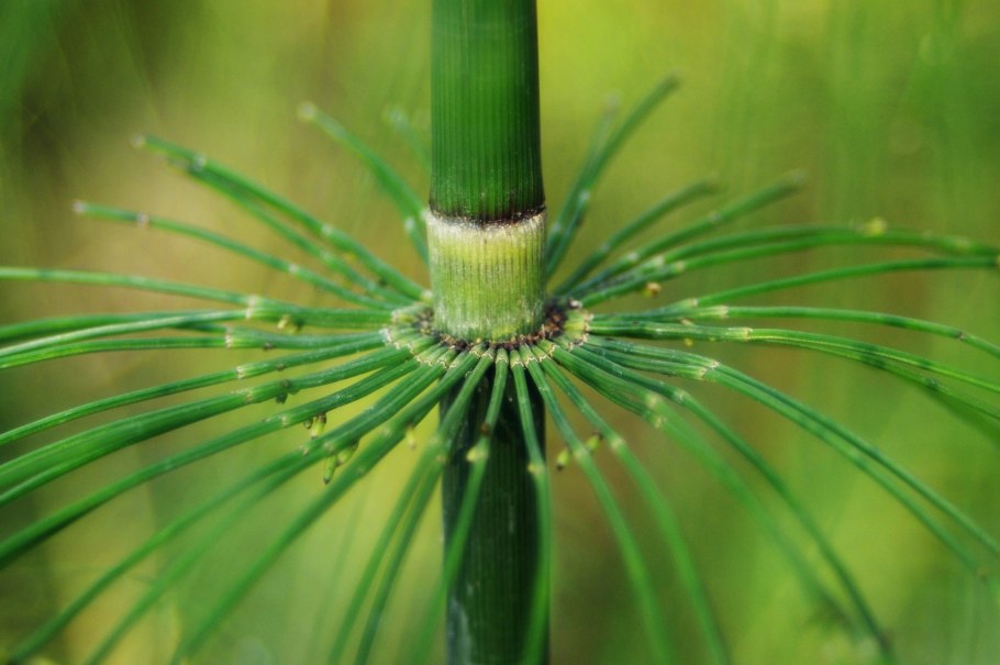 Хвощ полевой (Equisetum arvense)