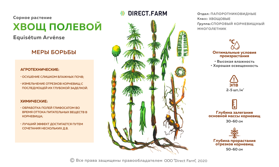 Хвощ полевой - Equisétum arvénse