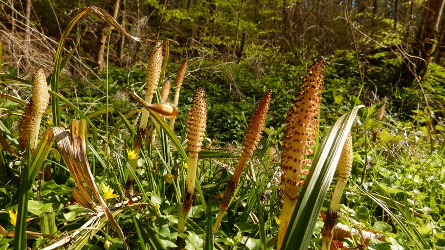 Horsetail Equisetum arvense растение