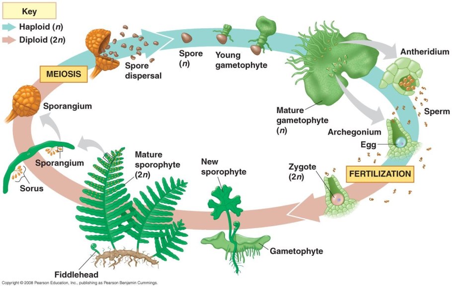 Fern Life Cycle