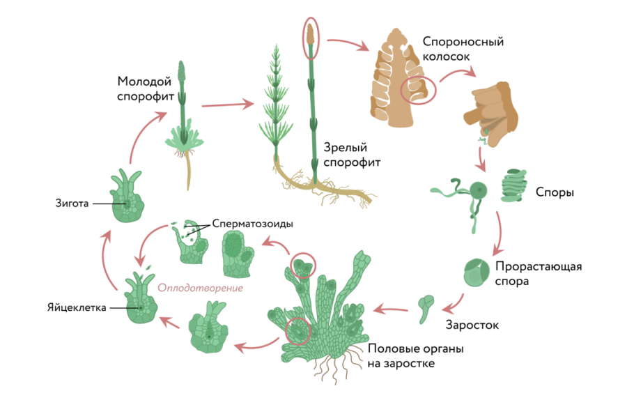 Спорофит гаметофит