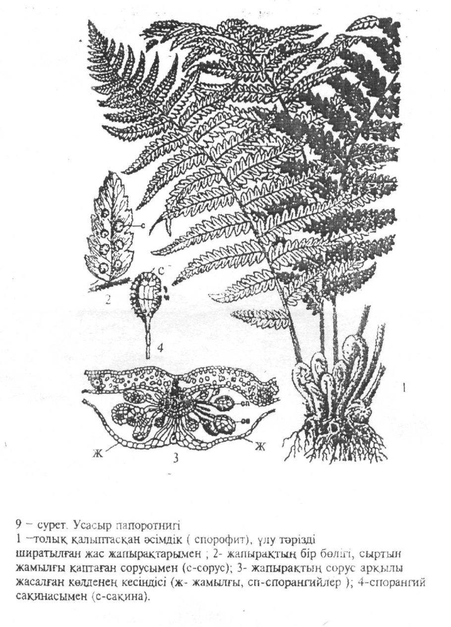 Папоротник щитовник