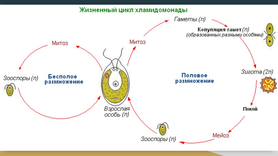 Polypodiopsida жизненный цикл