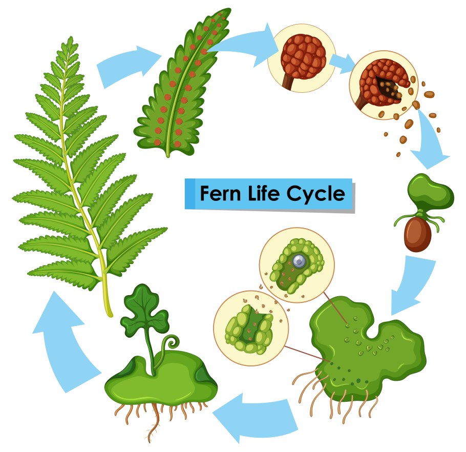 Fern Life Cycle