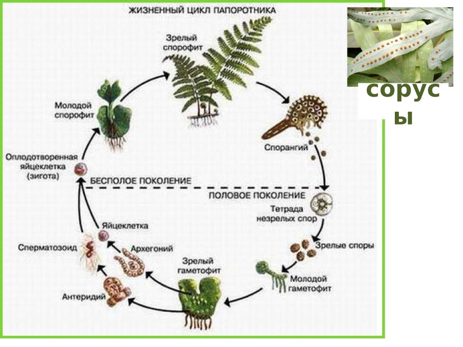 Жизненный цикл водорослей митоз мейоз