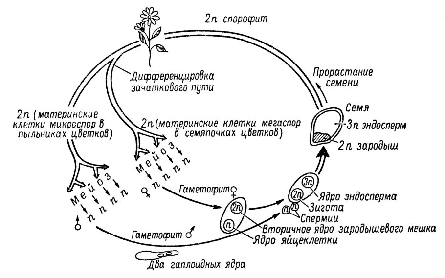 Цикл развития покрытосеменных схема