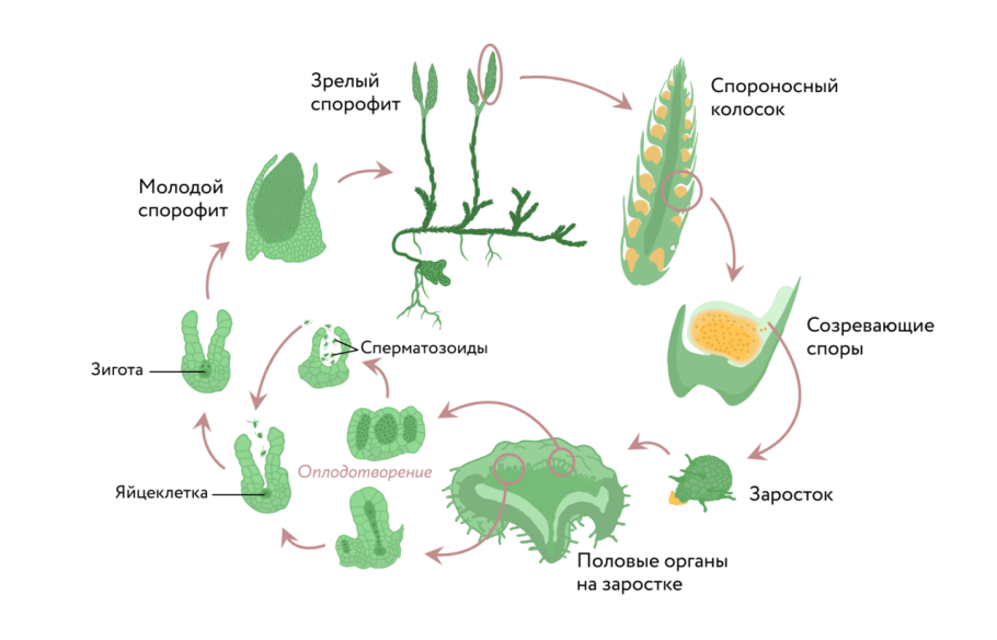 Жизненный цикл папоротника схема ЕГЭ