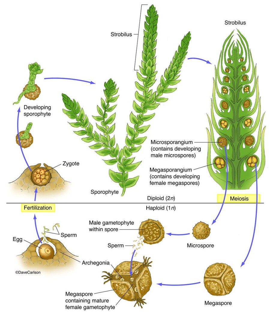 Lycopodium clavatum жизненный цикл