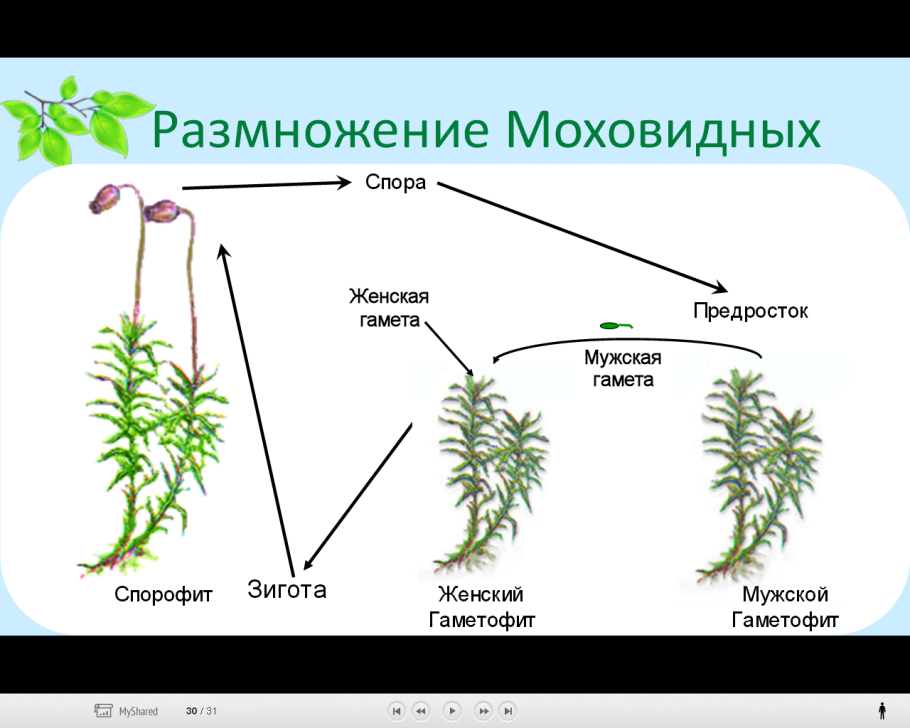 Цикл мха сфагнума