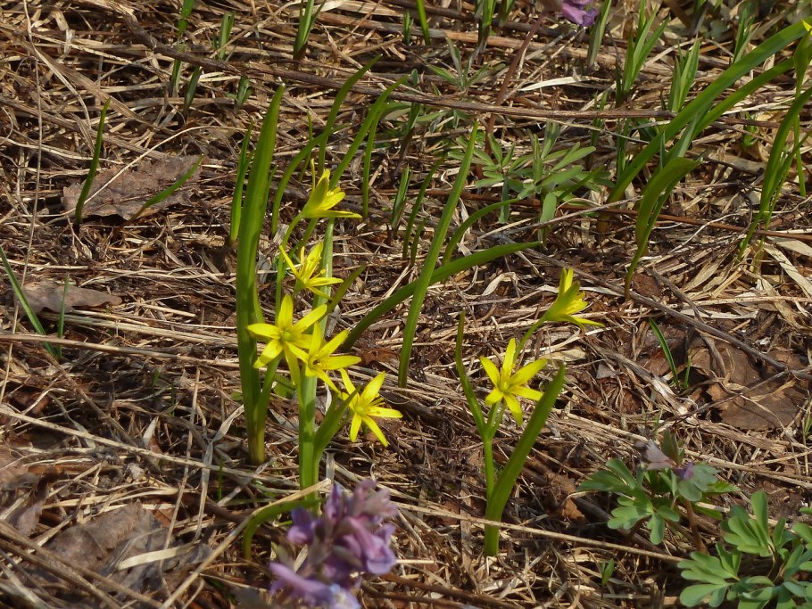 Гусиный лук жёлтый (Gagea lutea)