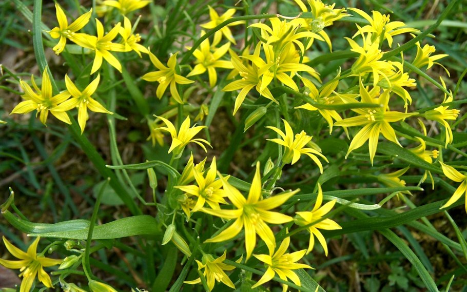 Гусиный лук (Gagea lutea)
