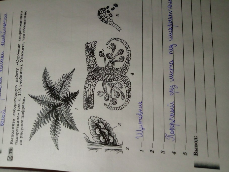 Жизненный цикл папоротника схема